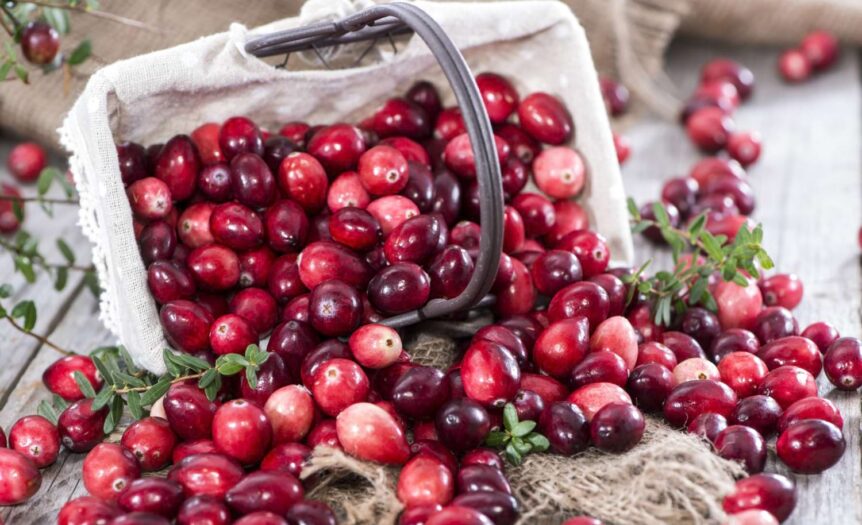 żurawina liofilizowana